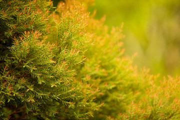 Selective focus on green leaf of pine tree in warm light or orange tone background.