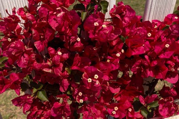 Sardinien rote Blumen