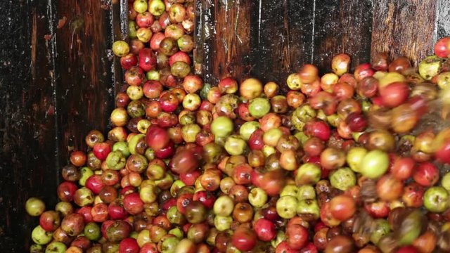 Cider apples in distillery ready for pressing