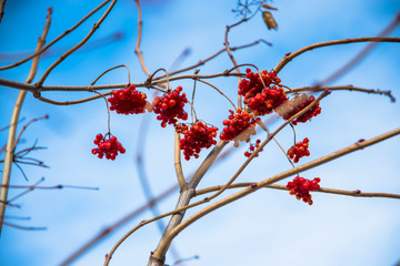red berries in the snow