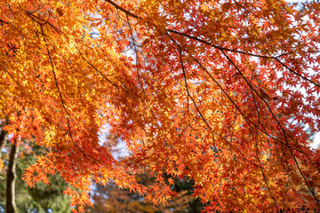 Red maple leaves fluttering in the wind