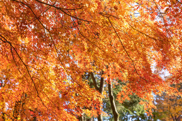 Red maple leaves fluttering in the wind