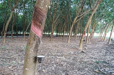 Rubber tree and bowl filled with latex.