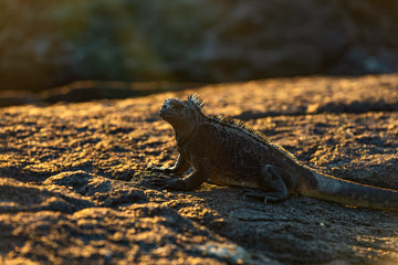 A marine iguana (Amblyrhynchus cristatus) portrait at sunset on the lava rock beach of Puerto Egas, Santiago island, Galapagos islands national park, Ecuador.