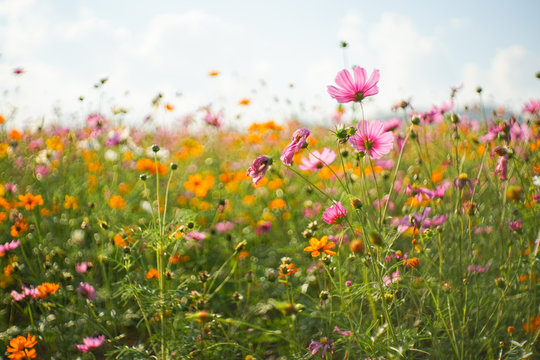 Cosmos flower (Cosmos Bipinnatus) with blurred background © pangoasis