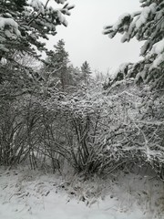 trees in winter