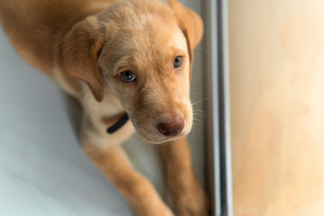 Dudley Labrador retriever puppy lay down near window on the floor  at home looking up at camera and...