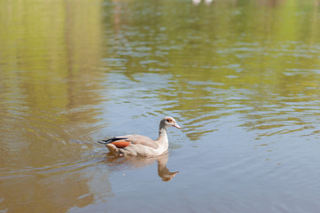 Naklejka na ściany i meble Beautiful gray duck floats on the lake