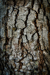 bark of a tree
