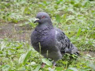 地面に立つ鳩