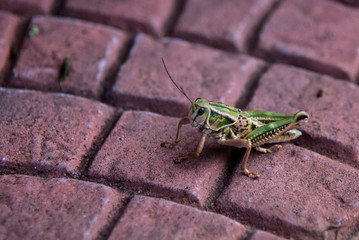 Grasshopper