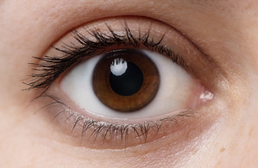 Single dark brown Caucasian eye with mascara. Young women healthy eye close up. - Powered by Adobe