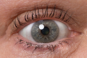 Naklejka premium Single blue green Caucasian eye with mascara. older woman healthy eye close up with catch light. 