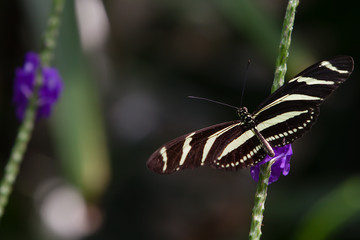 Zebra Longwing Butterfly Heliconius charithonia Flower