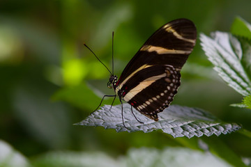 Fototapeta na wymiar Zebra Longwing Butterfly Heliconius charithonia Close Up