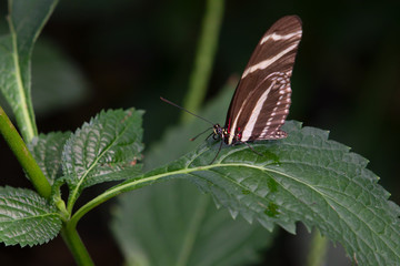 Zebra Longwing Butterfly Heliconius charithonia Green Leaves