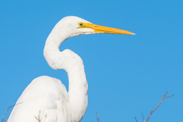 Great Egret Portrait