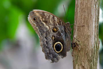 Northern Pearly-eye Enodia Anthedon Butterfly