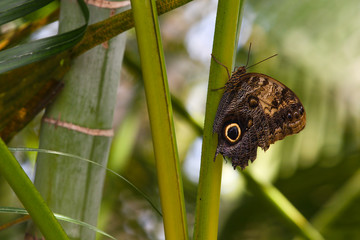 Northern Pearly-eye Enodia Anthedon Butterfly Plant