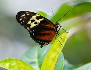Tiger Longwing Golden Helicon butterfly Heliconius hecale Close