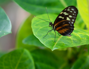Obraz premium Tiger Longwing Golden Helicon butterfly Heliconius hecale Resting