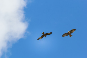 Two birds of prey in the sky