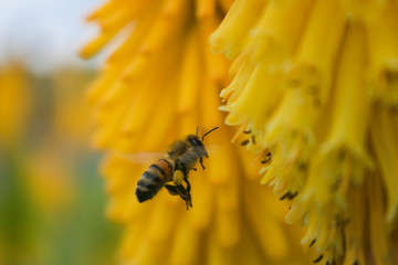 Bee In Flight Yellow Flowers