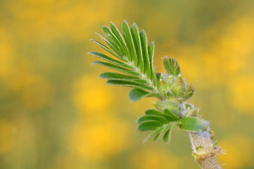 Zygophyllaceae in the wild