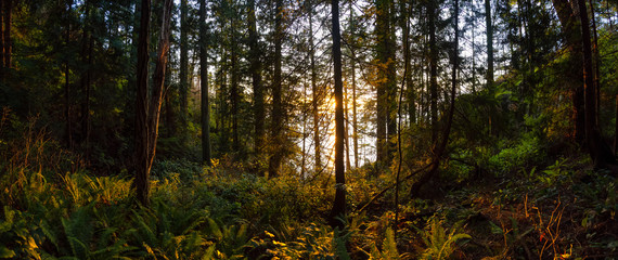 Beautiful Panoramic View of a forest near the ocean during a golden and vibrant sunset. Taken in Lighthouse Park in West Vancouver, British Columbia, Canada.