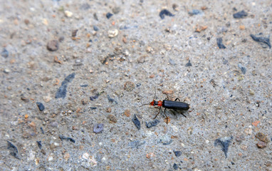 soldier beetle