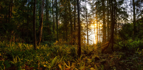 Beautiful Panoramic View of a forest near the ocean during a golden and vibrant sunset. Taken in...