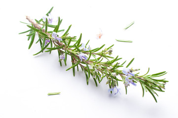 Blooming rosemary herb in spring on white background