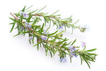Rosemary herb with flower in spring on white background