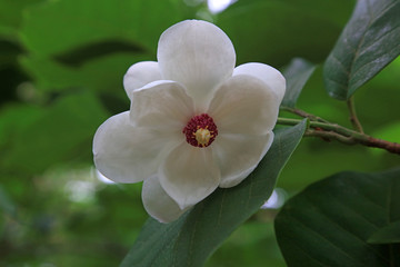 Magnolia sieboldii