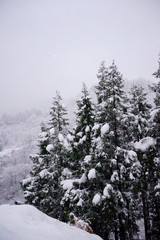 針葉樹に雪が積もるクリスマスのような雪景色