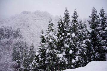 針葉樹に雪が積もるクリスマスのような景色