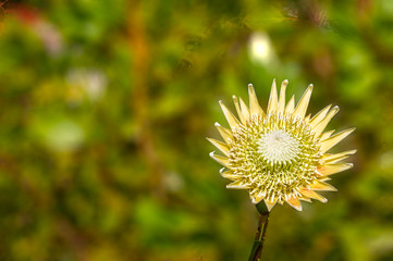 Yellow Protea Blurred