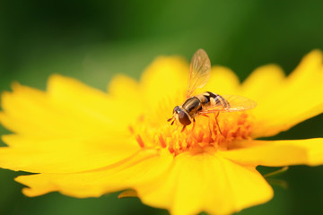 Syrphidae on flower in the wild