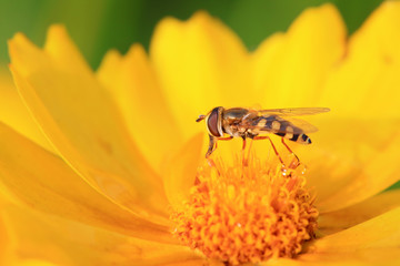 Syrphidae on flower in the wild