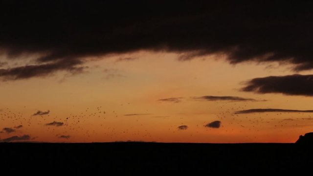 Flock of birds flying above the sea at dawn in Devon, UK