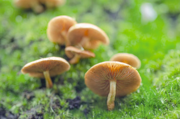 Blurred for background.Orange Wild mushrooms on a green background.