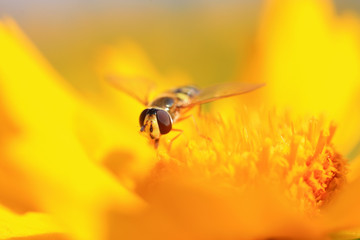 Syrphidae on flower in the wild