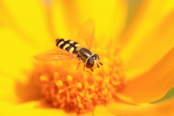 Syrphidae on flower in the wild