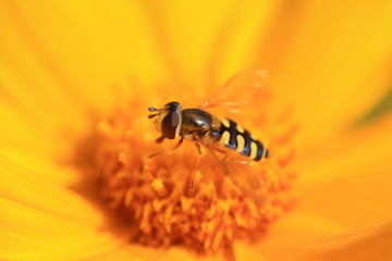 Syrphidae on flower in the wild