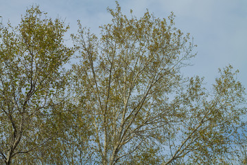 Photo of Green leave on clear blue sky for background texture