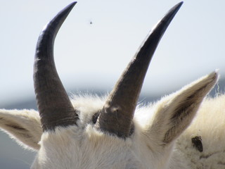 Goat horns