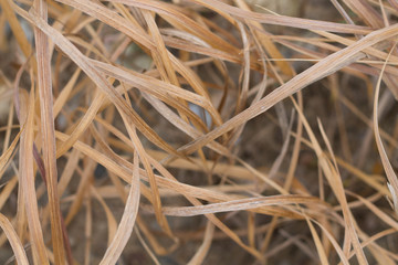 texture of dried grass. autumn background.