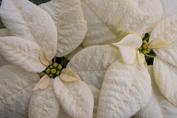 Poinsettia Flowers with White and Light Yellow Petals