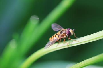 Fototapeta premium Syrphidae on flower in the wild