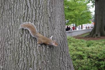  little squirrel on a tree in the park